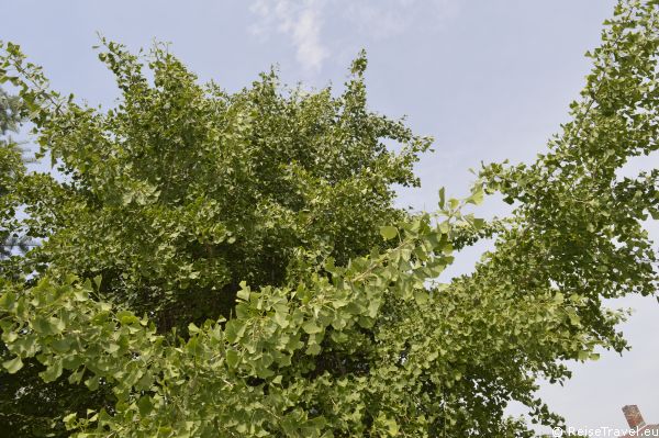 Gingko Baum im Garten