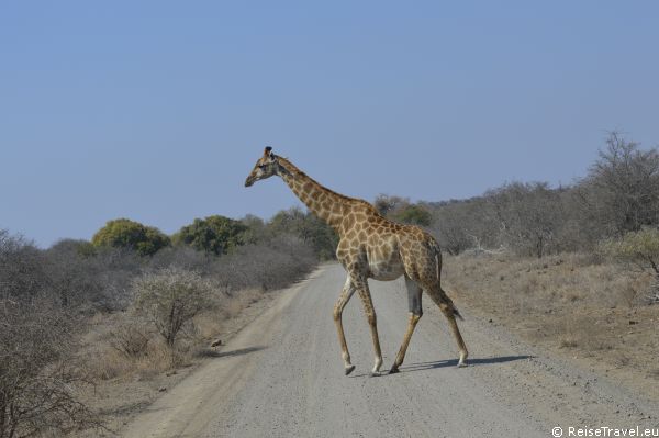 Kruger Nationalpark Safari by ReiseTravel.eu