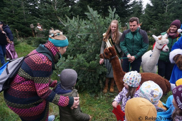 Weihnachtsbaumsaisoner&amp;ouml;ffnung Werderaner Tannenhof 