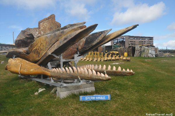 Falkland Inseln ReiseTravel.eu 