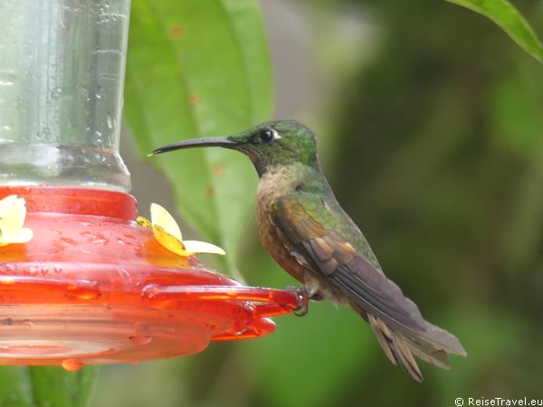Ecuador Vogelwelt by ReiseTravel.eu 
