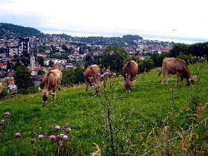 Milch St.Gallen