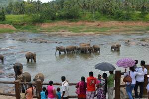 Pinnawela Elephant Orphanage ReiseTravel.eu